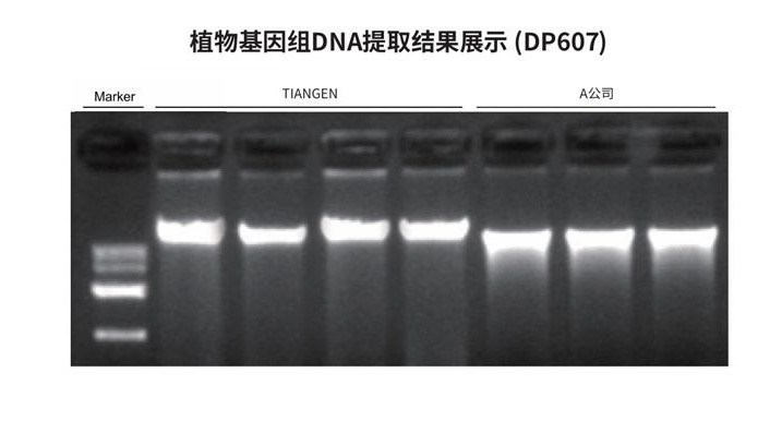 植物基因组DNA提取（DP607）
